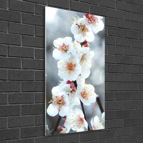 Verticale foto op glas Kersenbloesems