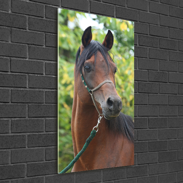 Verticale glasfoto Portret van een paard