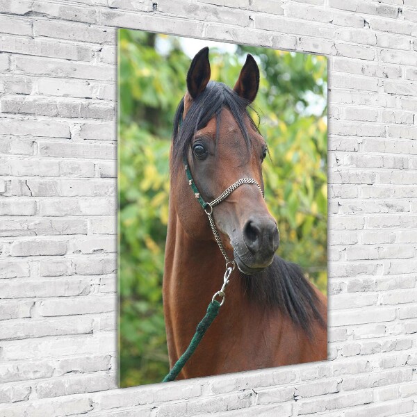 Verticale glasfoto Portret van een paard