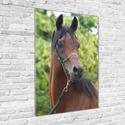 Verticale glasfoto Portret van een paard