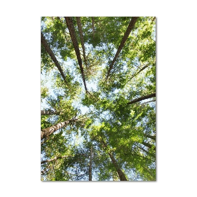 Verticale foto op glas Boomkroon