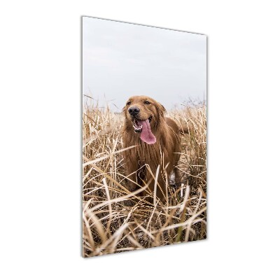 Verticaal glasschilderij Gouden retriever