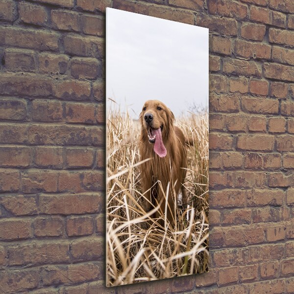 Verticaal glasschilderij Gouden retriever