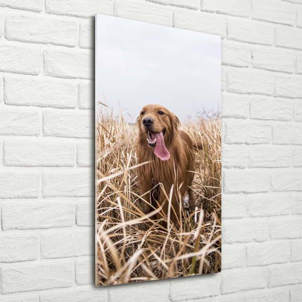 Verticaal glasschilderij Gouden retriever