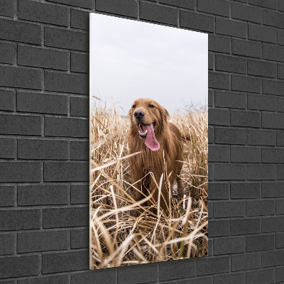 Verticaal glasschilderij Gouden retriever