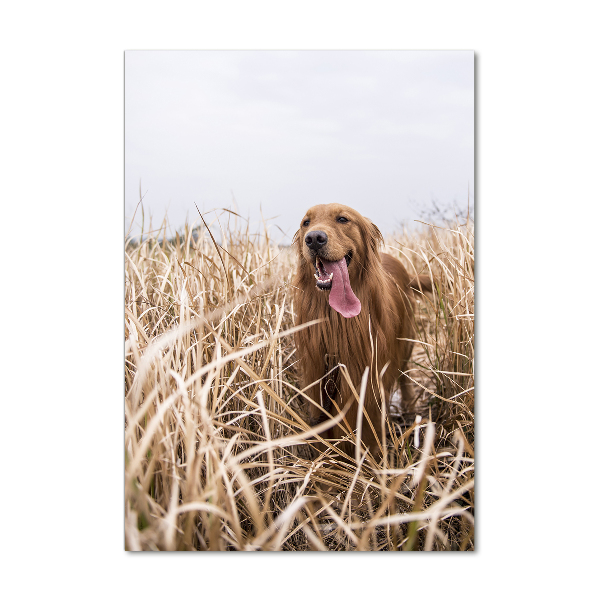 Verticaal glasschilderij Gouden retriever
