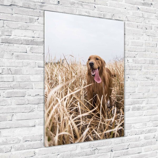 Verticaal glasschilderij Gouden retriever