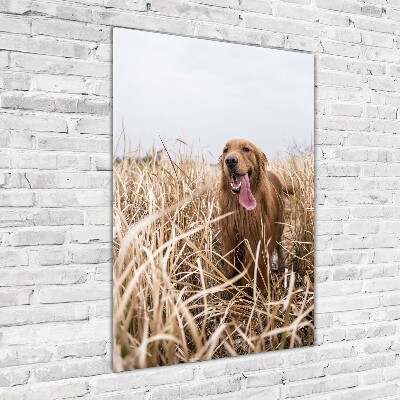 Verticaal glasschilderij Gouden retriever