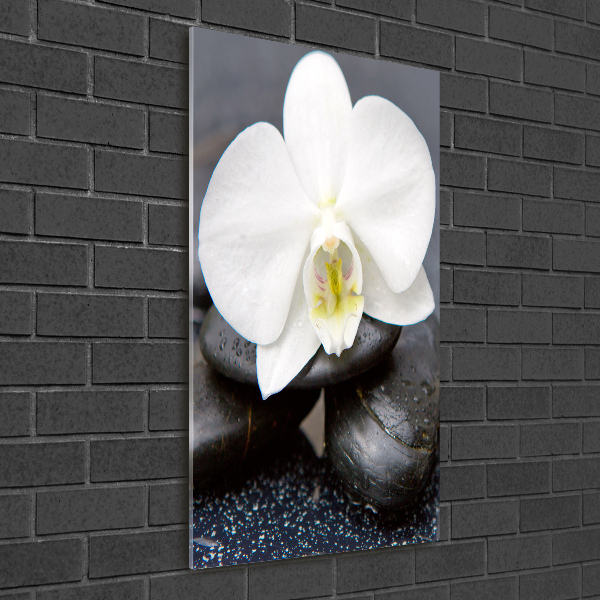 Verticale glasfoto Orchidee en stenen