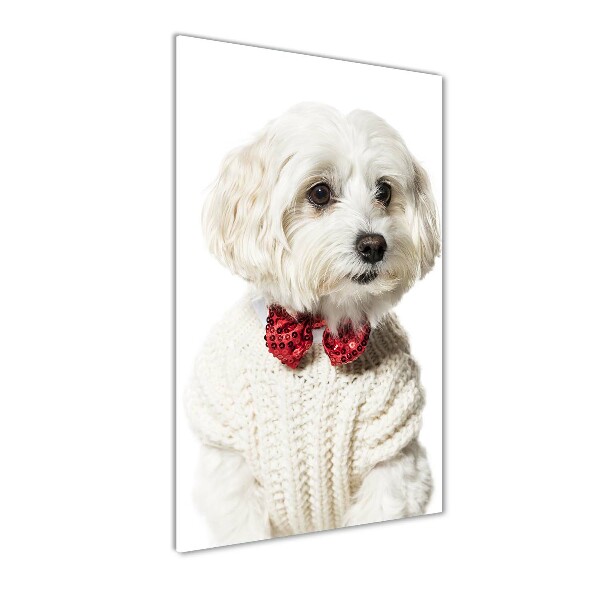Verticale foto op glas Maltezer met een vlinderdas