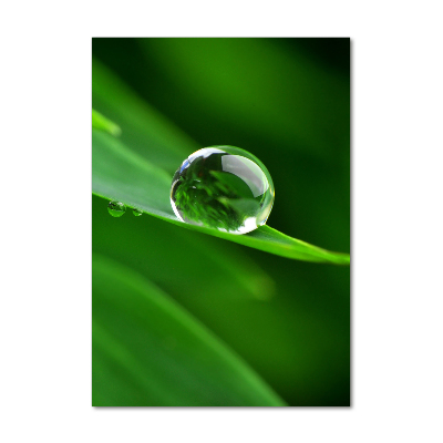 Verticale foto op glas Een grassprietje