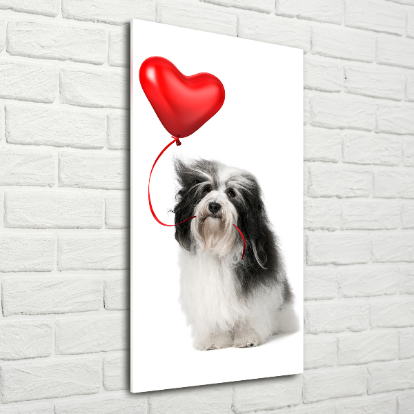 Verticale foto op glas Havanese met een ballon