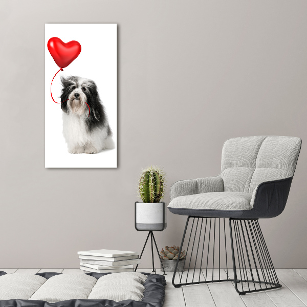 Verticale foto op glas Havanese met een ballon
