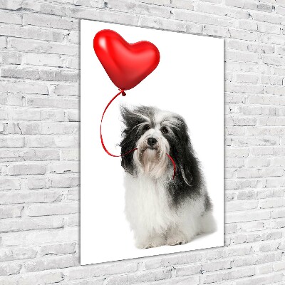 Verticale foto op glas Havanese met een ballon