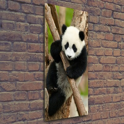 Verticale glasfoto Panda in een boom