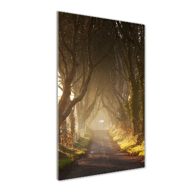 Verticale foto op glas Pad in het bos