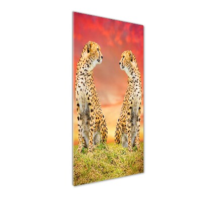 Verticale glasfoto Twee cheetahs