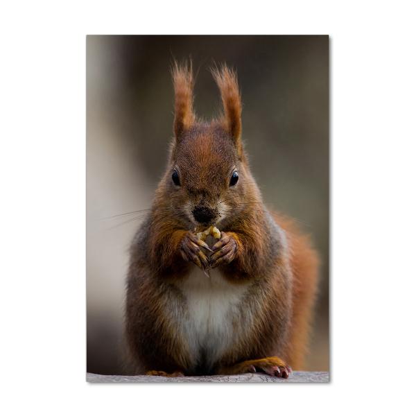 Verticale foto op glas Eekhoorn