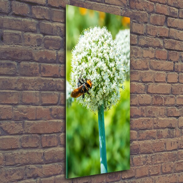 Verticale glasfoto Knoflookbloemen