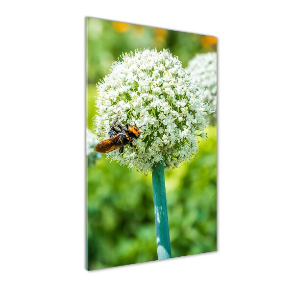 Verticale glasfoto Knoflookbloemen