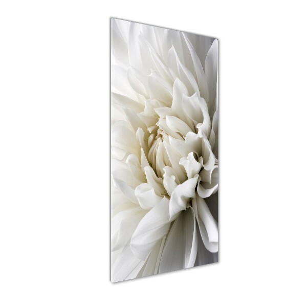 Verticale foto op glas Witte dahlia