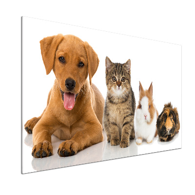 Spatplaat keuken Hond en kat