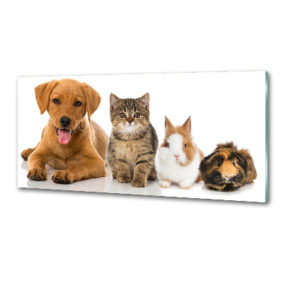 Spatplaat keuken Hond en kat