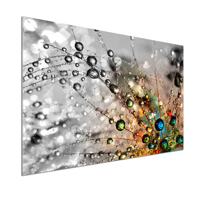 Glazen achterwand keuken Paardenbloemzaden