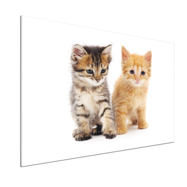 Achterwand keuken Bruine en rosse kat