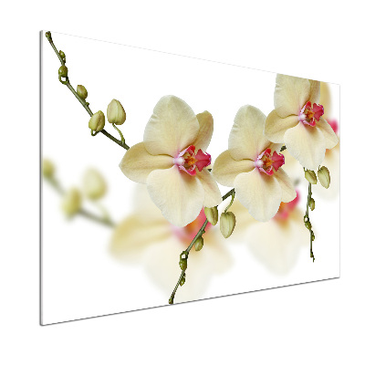Keuken achterwand Orchidee