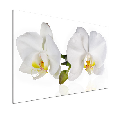 Glazen achterwand keuken Orchidee