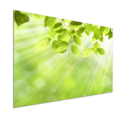 Spatscherm keuken Bladeren