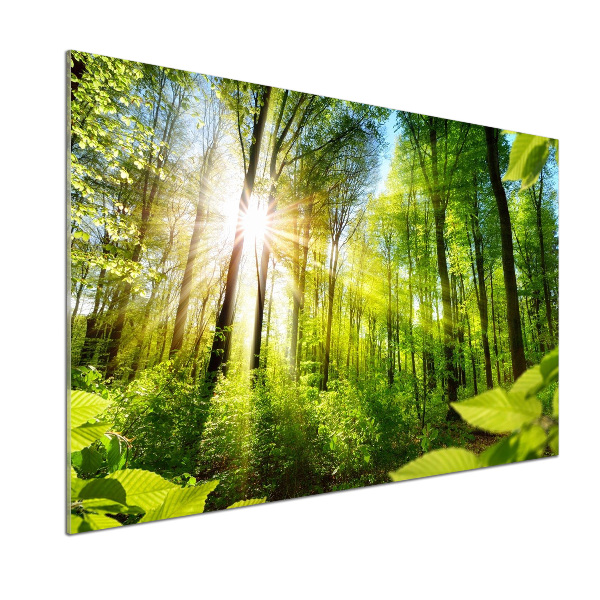 Spatscherm keuken Bos in de zon