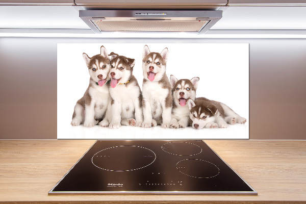 Spatscherm keuken Husky-puppy's