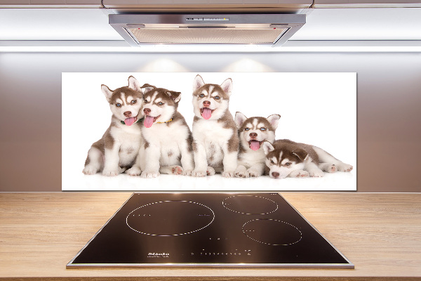 Spatscherm keuken Husky-puppy's