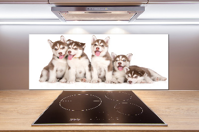 Spatscherm keuken Husky-puppy's