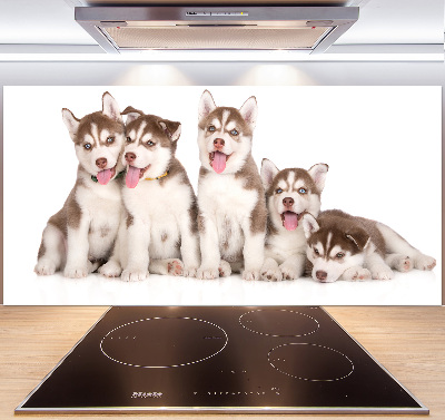Spatscherm keuken Husky-puppy's