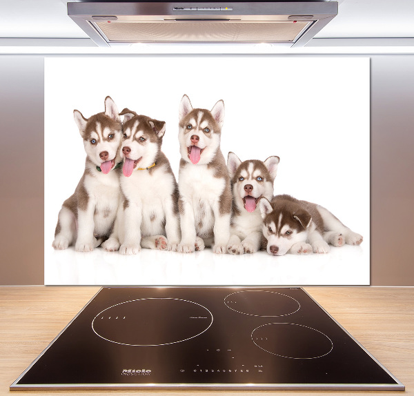 Spatscherm keuken Husky-puppy's