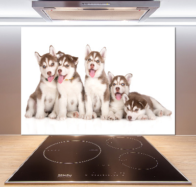 Spatscherm keuken Husky-puppy's
