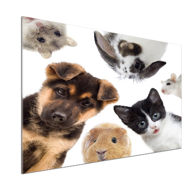 Spatplaat keuken Huisdieren