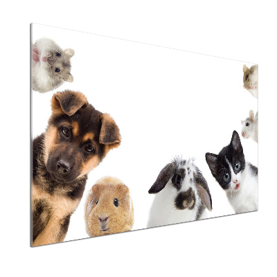 Keuken achterwand Huisdieren