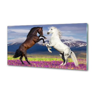 Spatscherm keuken Vechtende paarden van de bergen