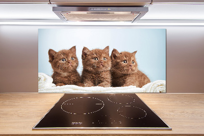 Spatscherm keuken Kittens op een handdoek