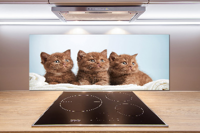 Spatscherm keuken Kittens op een handdoek