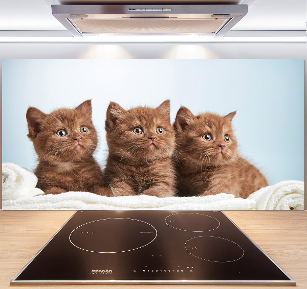 Spatscherm keuken Kittens op een handdoek