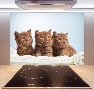 Spatscherm keuken Kittens op een handdoek