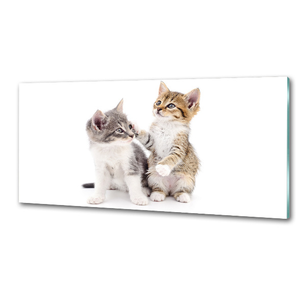 Glazen achterwand keuken Twee kleine katjes