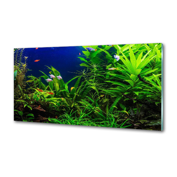 Keuken achterwand Vissen in het aquarium