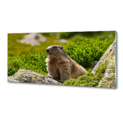Keuken achterwand Tatra-marmot