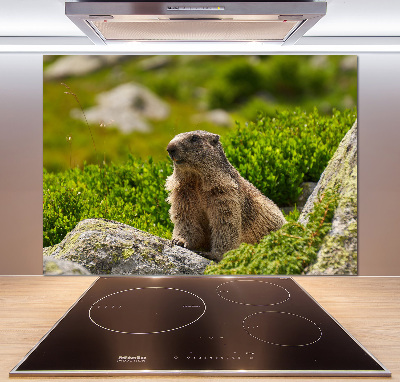 Keuken achterwand Tatra-marmot